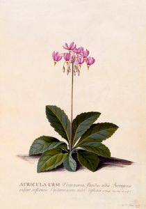 Auricula Ursi Kayan Yıldız, c. 1744 el renkli gravür.