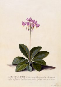 Auricula ursi, Kayan Yıldız, c.1744 (el ile boyanmış gravür) by Georg Dionysius Ehret