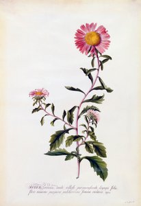 Yıldız, c. 1743 el renkli gravür.