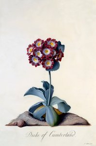 Auricula Cumberland Dükü c. 1743 el renkli gravür. by "Georg Dionysius Ehret