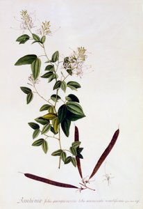 Bauhinia, c. 1745 el renkli gravür. by "Georg Dionysius Ehret