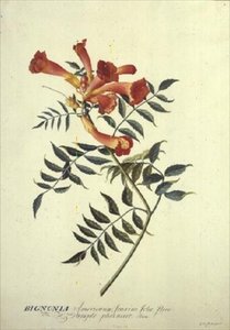 Bignonia americana, sulu boya by Georg Dionysius Ehret