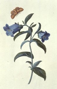 Canterbury Çanı (Kampanula) by Georg Dionysius Ehret