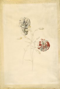  by Georg Dionysius Ehret