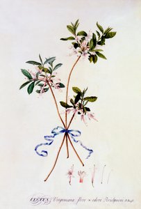 Cistus Virginiana, c. 1743 el renkli gravür. by "Georg Dionysius Ehret