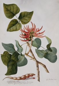 Mercan Ağacı (kalem ve sulu boya) by Georg Dionysius Ehret