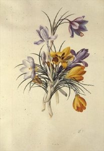 Çiğdem by Georg Dionysius Ehret