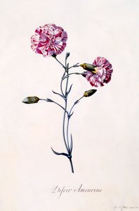 Difor Amourius Karanfil, c. 1745 el renkli gravür. by "Georg Dionysius Ehret