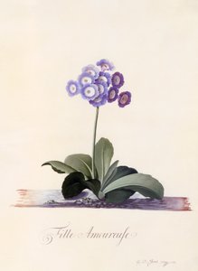 Aşık Bahçe Aricula Kız, c. 1743 el renkli gravür.