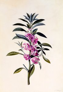Bahçe Balsam Impatiens Balsamina, c. 1746 el renkli gravür.