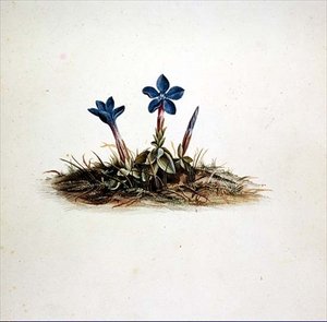 Centiyana by Georg Dionysius Ehret