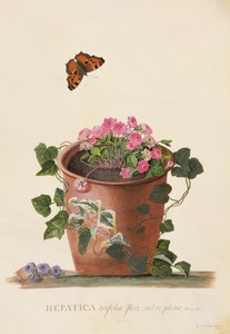 Hepatica trifolia (Nobilis), 1745 (parşömen üzerine guaj) by Georg Dionysius Ehret