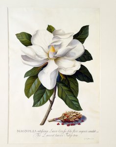 Manolya Grandiflora, c. 1743 el renkli gravür.