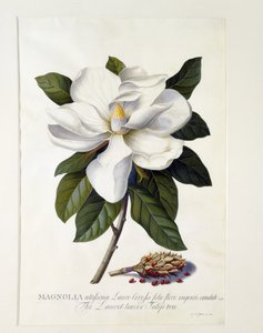 Manolya grandiflora, c.1743 (el boyaması gravür)