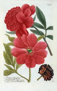 Paeonia, el renkli gravür. by "Georg Dionysius Ehret