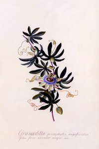 Passiflora Granadilla, c. 1745 el renkli gravür. by "Georg Dionysius Ehret