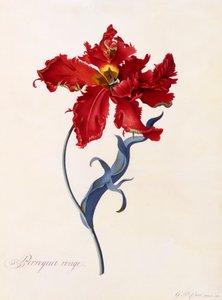Perroquet Rouge, c. 1744 el renkli gravür.