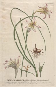 Seçilmiş Bitkiler 39 - Lilio-Gladiolus. by Georg Dionysius Ehret