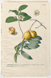 Seçilmiş Bitkiler 43 - Guaiaba. by Georg Dionysius Ehret