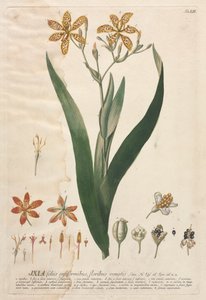 Seçilmiş Bitkiler 52 - Ixia. by Georg Dionysius Ehret