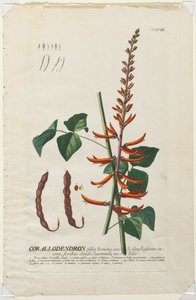 Seçilmiş Bitkiler 58 - korallodendron. by Georg Dionysius Ehret