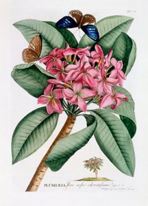 Plumeria, c. 1749 el renkli gravür.