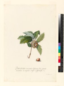 Quercus Orientalis, 1742 (klozet ve gövde rengi parşömen üzerine)