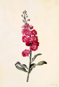 Stok Matthiola Incana, c. 1746 el renkli gravür. by "Georg Dionysius Ehret