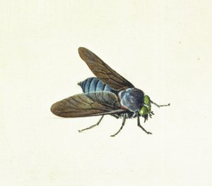Horsefly, 18. yüzyıl by Georg Dionysius Ehret