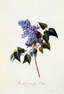 Derin mor Leylak. by "Georg Dionysius Ehret