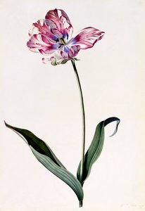 Lale, c. 1745 el renkli gravür.