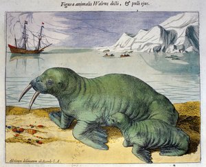 Bir deniz aygırı temsili, kutup hayvanı. Braun & Hogenberg'den Atlas'tan gravür, Amsterdam 1590 by Georg Braun and Hogenberg Franz