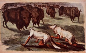 Kuzey Amerika Ovaları Kızılderilileri, kurt postları giyerek otlayan bufaloya sürünür, 1840 dolayları (renkli lito) by George (after) Catlin