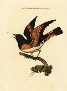 Amerikan kızılkuyu, Setophaga ruticilla by George (after) Edwards