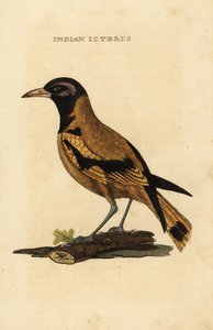 Audubon'un sarı sarısı veya siyah başlı sarı sarısı, Icterus graduacauda