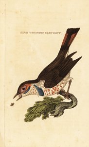 Bluethroat, Luscinia svecica by George (after) Edwards
