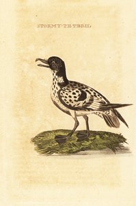 Cape petrel, Daption capense by George (after) Edwards