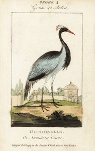 Demoiselle veya Numidian turna, Grus başak