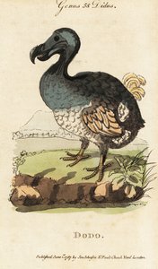 Soyu tükenmiş dodo, Raphus cucullatus (Didus ineptus)