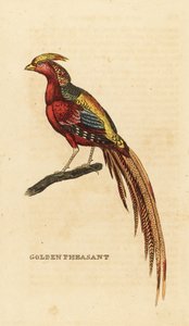 Altın sülün, Chrysolophus pictus