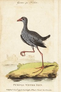 Gri başlı bataklık, Porphyrio poliocephalus by George (after) Edwards
