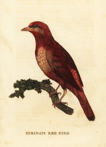 Guianan kırmızı cotinga, anka kasabı