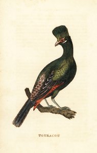 Gine turaco veya yeşil turaco, Tauraco persa