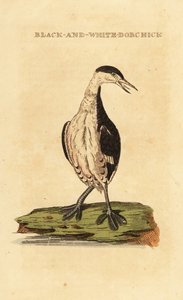 Boynuzlu batağan, genç, Podiceps auritus by George (after) Edwards