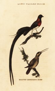 Uzun kuyruklu cennet Whydah, Vidua paradisaea ve kızıl renkli sinek kuşu, Selasphorus rufus by George (after) Edwards
