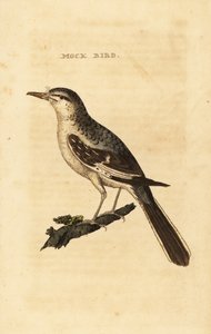 Kuzey alaycı kuş, Mimus polyglottos