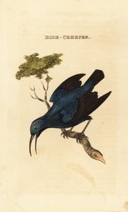 Mor yaban arısı, Cyanerpes caeruleus by George (after) Edwards
