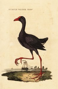 Mor bataklık, Porphyrio porphyrio by George (after) Edwards