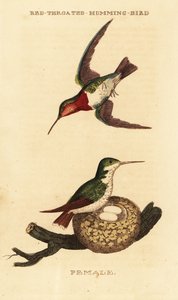 Yakut boğazlı sinek kuşu, Archilochus colubris by George (after) Edwards