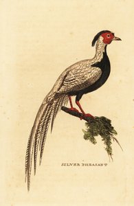 Gümüş sülün, Lophura nycthemera